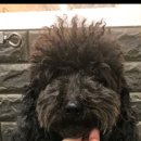 도그반하다 이미지