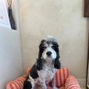 도기로움 이미지