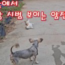 메리앞에서 발라당 시범 보이는 얌전이 이미지