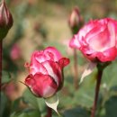 H8246 Daum카페