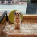 애니힐동물병원