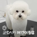 나비&amp;아지 애견샵 | 부천 옥길동 애견미용 글로시퍼 | 비숑 아지 동글 스포팅 가위컷🤍