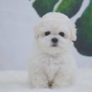 강아지의 품격 이미지