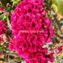 복을 부르는 민화 이미지