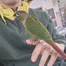 버드리 | 대전 이색카페 앵무새카페 버드리 다녀온 후기!