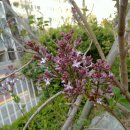 라일락 lilac 라라꽃, 자정향, 양정향나무, 서양수수꽃다리, 큰꽃정향나무 이미지