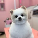 산두로펫살롱 이미지