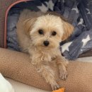 홈즈펫타운 이미지