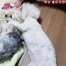 블리스캣 이미지