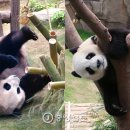 재롱이네 이미지