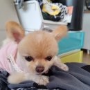 뽀그리 상점 | 소형견이 잘 먹는 강아지 수제간식 맛집: 뽀글이 상점