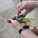 앵무세상 이미지