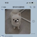 몽마르뜨 동물병원 이미지