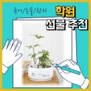 [방배/양천구/일산] 호연지기 양병철 국어 학원 인문논술 / 김종길 국어 /맑은숲 논술 학원 개업 축하 화분