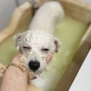 하단포비 이미지