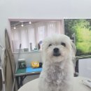 방긋웃개 이미지