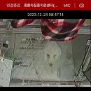 염창제일동물병원 | 강아지 피하낭종 제거 서울 2차동물병원 로얄동물메디컬센터 수술 후기