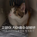 하나동물병원 | 고양이 치아흡수성병변 발치 키다리동물병원 후기