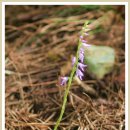 구름열매 이미지