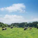 동백목장 이미지