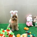 댕겨올개 이미지