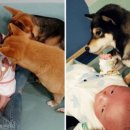 댕댕이천사 이미지