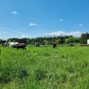 윤환농장 | 젖소가 뛰노는 초원,방목 낙농가를 찾아서 🐄🌿