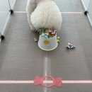 돌봐줄개 이미지