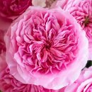 로즈향기 이미지