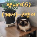 요술펫 | 랙돌 고양이 요술이 펫시터 후기