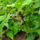 창녕우포곤충나라 이미지