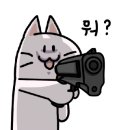 창원고양이분양 퍼스트캣 창원점 이미지