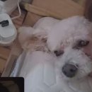 감사드림주유소 | 캐나다 2일차