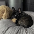 펫택시펫카 이미지