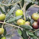 삼종농장 | 올리브오일 캡슐 추천 모닝 루틴으로 올록담 꾸준히 먹은 후기