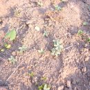 텃밭약국 이미지