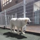 올 도그 그루밍(All DOG GROOMING) | [일산/파주/김포] 그레이트 피레니즈 미용/목욕, 대형견미용실(올 도그 그루밍/all dog grooming)