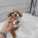 플러스 애견미용실 이미지