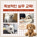 애견미용 이미지