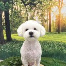 솜사탕 애견미용실 이미지