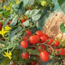 희원 농장 이미지