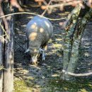 아띠랑스 이미지