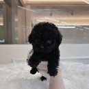 크림푸들 가족이야기 | 송파 강아지 분양, 크림푸들 입양 후기