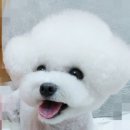 더사랑할개 이미지