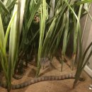 동면 생태친구들 이미지