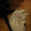 올뉴마켓디자인 이미지
