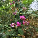 어유소장군 묘역 이미지