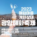 섬진강 고향집 식품 | [광양/매화축제]2023 광양매화축제 광양매화마을 현재 개화 상태 및 광양 매화축제 일정