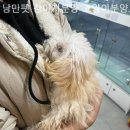 낭만펫 강아지분양 고양이분양 대전 본점 | [대전/분양샵] 낭만펫 강아지분양 고양이분양 대전본점 청결하고 쾌적한 환경에서 만난 강아지들