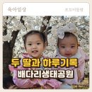 배다리칼국수 | [평택 일상] 배다리 공원 벚꽃 나들이! 두 딸과 함께한 우당탕탕 일요일 (feat. 칼국수 엔딩)